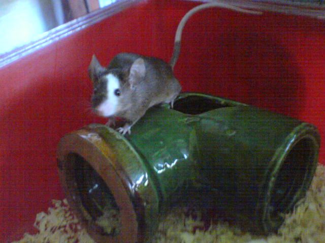 fancy mouse photo